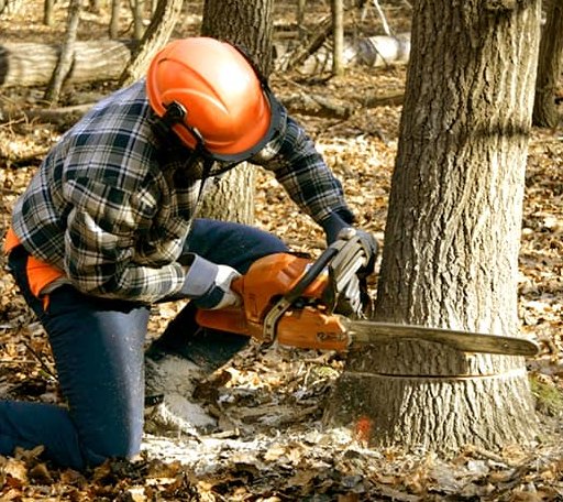 Tree Removal in Orlando, KY